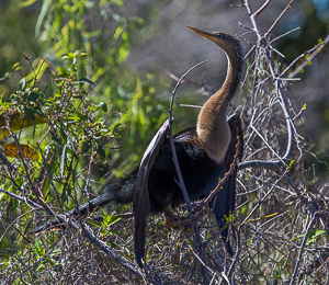 Anhinga, Everglades National Park, Florida.